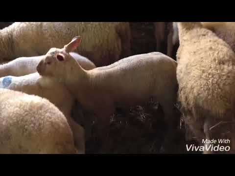 Avşar şarole koyun çiftliği toplu Videolar 17 Nisan 2018
