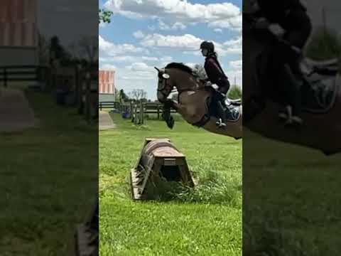 Umm @Hay.cbf22  #gosimongo #connemara  #crosscountry #equestrian