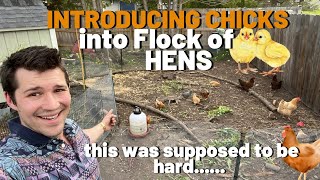 Integrating Baby Chicks with Your Flock of Hens | Don't Overcomplicate It!!!!