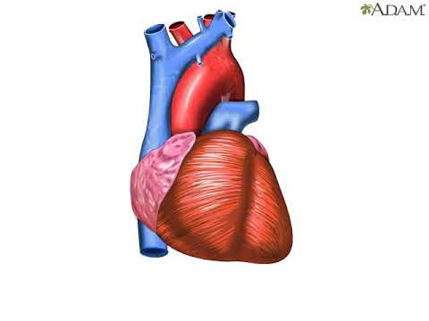 Heartbeat-Rrahjet e zemres dhe funksionimi i saj