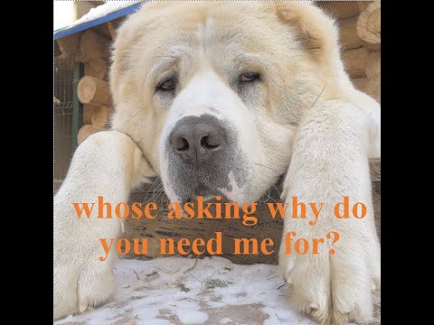 Why Do You Need a Central Asian Shepherd in Your Life!
