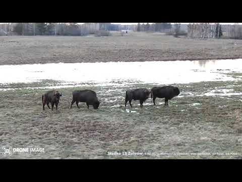 Żubry w Michnówce na Podlasiu