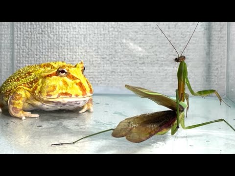 Big mantis.... / Pacman frog , African bullfrog【LIVE FEEDING】