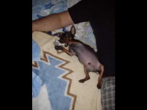 pinscher férgek orsóféreg milyen tünetekkel kell kezelni