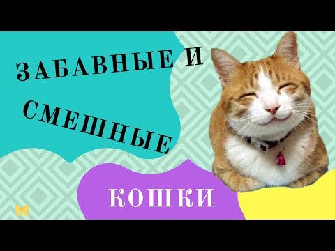 Забавные и смешные коты