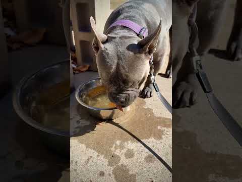 Must eat the ice bits!!! 🥶🧊🐾💜🧡 #americanbully #pocketbully #cutedogs