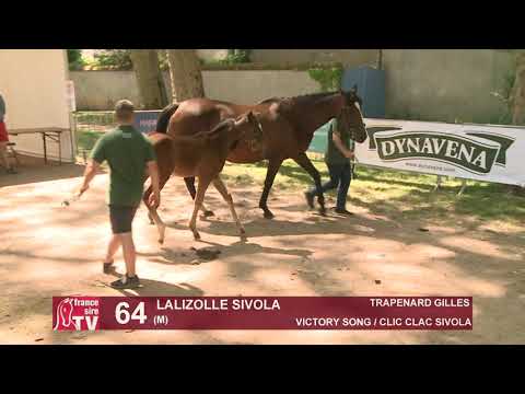 Sprinter Sacré Show 2021 : Lot 64 - Lalizolle Sivola