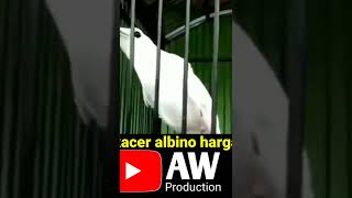 Download lagu burung kacer albino harga super mewah mp3
