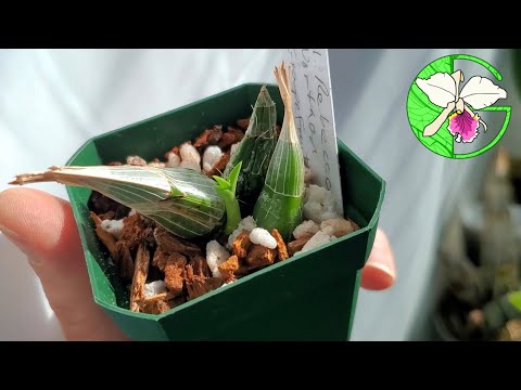 All Catasetinae growing • Cattleya sheaths visible • Orchid collection update 19 February 2022