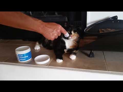 MAXI/GUARD Oral Cleansing Wipes for Cats