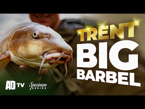 Big Trent Barbel - Autumn Barbel Specimen Series