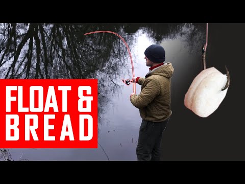 Stacking river fish on basic float and bread tactics. Trent Roach Chub Bream fishing on waggler