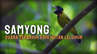 Download lagu Mengenal Burung Samyong - Dalam Budaya dan Adat Danau Kelimutu mp3 Download lagu Mengenal Burung Samyong - Dalam Budaya dan Adat Danau Kelimutu mp3