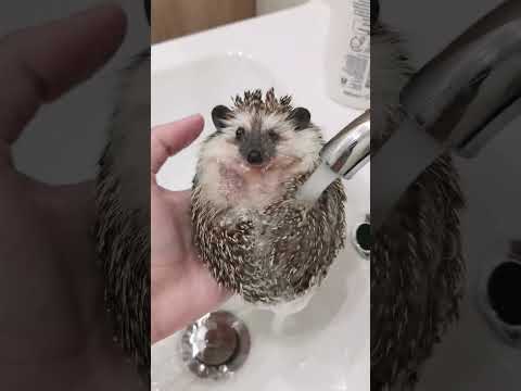 What the #hedgehog is going on here? ????