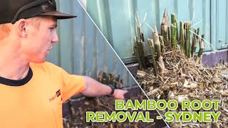 BAMBOO ROOTS REMOVAL SYDNEY - Complete Bamboo Root Removal