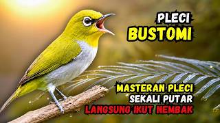 Download lagu Masteran Pleci Bustomi Gacor Buka Paruh || Pancingan Pleci Omyokan Biar Cepat Bunyi mp3