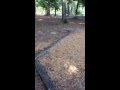 Squirrel At The Park