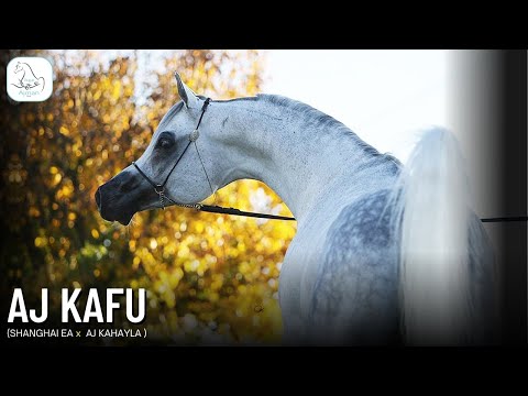 ✨AJ KAFU✨ 1st at Dubai International Arabian Horse Championship 2019