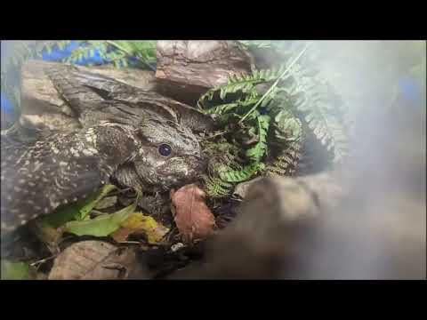 Illusive Nightjar found in Belfast, September 2025.. 