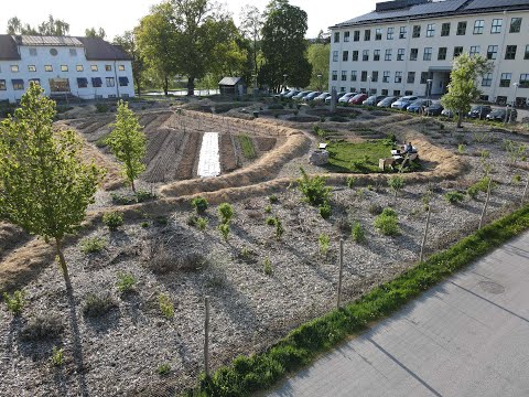 Näring: Vallört och effektiva mikroorganismer