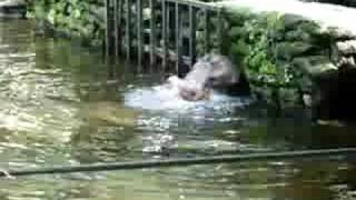 preview picture of video 'Homosassa's hungry Hippopotamus'