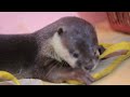 Berang Berang Marah Dengan Sendal Jepit Otter