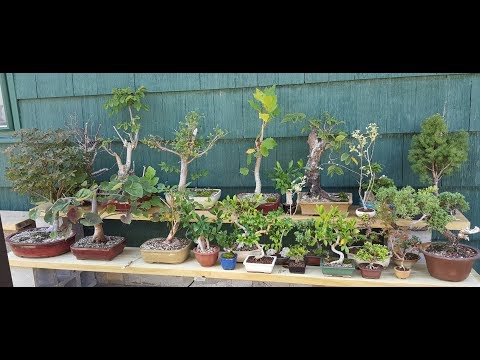 Bass n' Bonsai trees for sale cheap to expensive