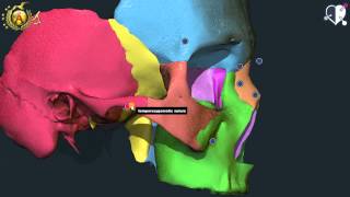 Apparato locomotore 10: Il Cranio nel suo insieme