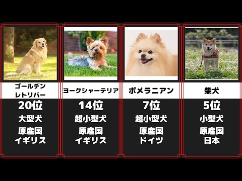 世界で最もかわいい犬 - 20 品種!