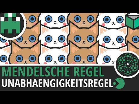 Dritte Mendelsche Regel Unabhängigkeitsregel einfach erklärt│Biologie Lernvideo [Learning Level Up]