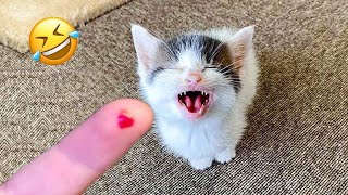 Hilarious Cats and Dogs 😹🐶 Funniest Animals 2024 🤣 Part 24
