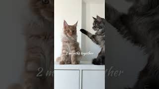 That size difference!🙀 2 months vs 2 years 🖤🧡 Maine Coon boys are usually bigger than girls 🙈