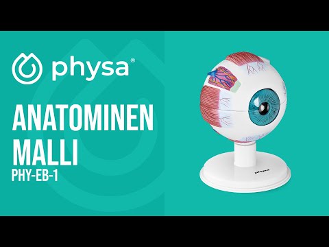 video - Anatominen malli - silmä - 6:1