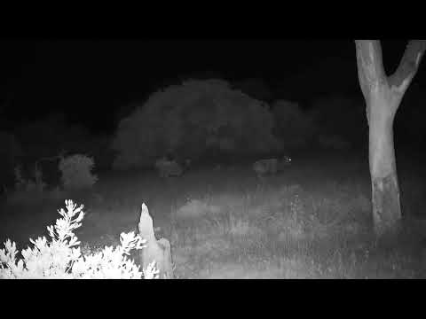 Djuma: Two Nyala bulls - 22:55 - 11/06/2023