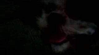 Sparky Escape Artist pt. 3 (with a lil extra)