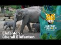 ETC Podcast: Elefanten – überall Elefanten | Elefant, Tiger & Co. | MDR