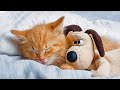 [NO ADS] Magic Music to Calm Cats Music 🎵 Music for Cat Relaxation and Restful Sleep