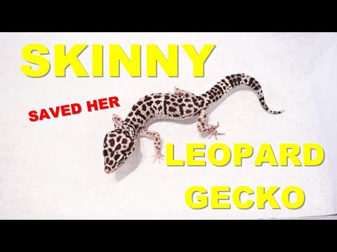 ajutați l pe leopard gecko să piardă în greutate poti sa slabesti din std