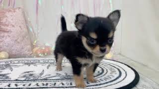 チワワ（ロング）の動画01