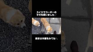 スイスのジュネーブでコーギーの子犬を迎えました🎶