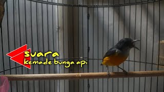 Download lagu BURUNG KEMADE/CABAI BUNGA API GACOR mp3