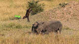 Rinoceronte faz filhote de búfalo voar!!!
