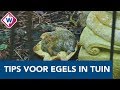 Hoe maak je je tuin egelvriendelijk? Ank geeft tips - OMROEP WEST