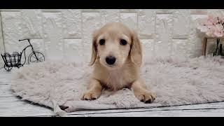 ミニチュアダックスの動画01