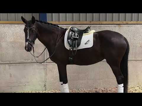 16.3h Black Mare. Danciano x Rilke