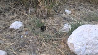 preview picture of video 'Rodent in Guadalupe Mountains'