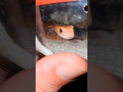 Unboxing Deadly Taipan #snake #venomous #mostvenomoussnake