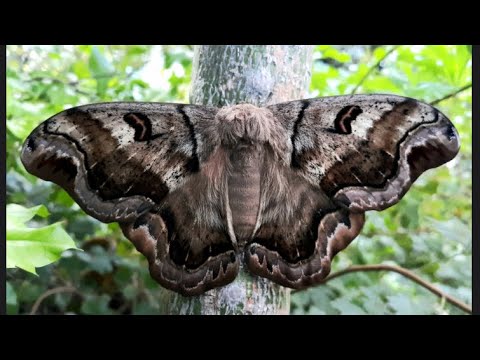 Unboxing rare Saturniidae species! Caio cf chiapasiana