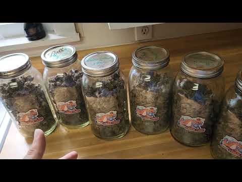 Harvest results, dried and trimmed Mind Flayer crosses