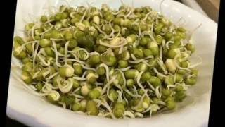 How to sprout Green Beans/Moong